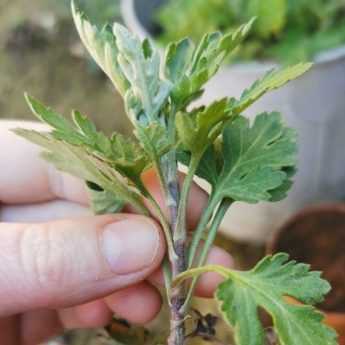 How to take a cutting from a chrysanthemum? Our illustrated guide!