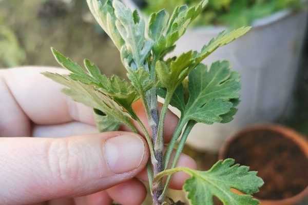 How to take a cutting from a chrysanthemum? Our illustrated guide!