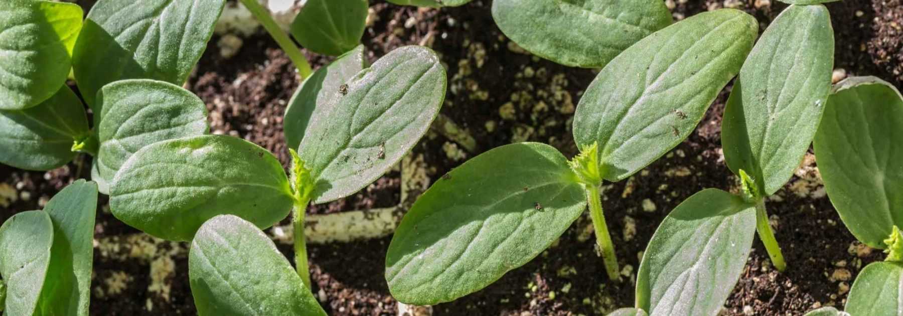 Vegetable garden calendar - April