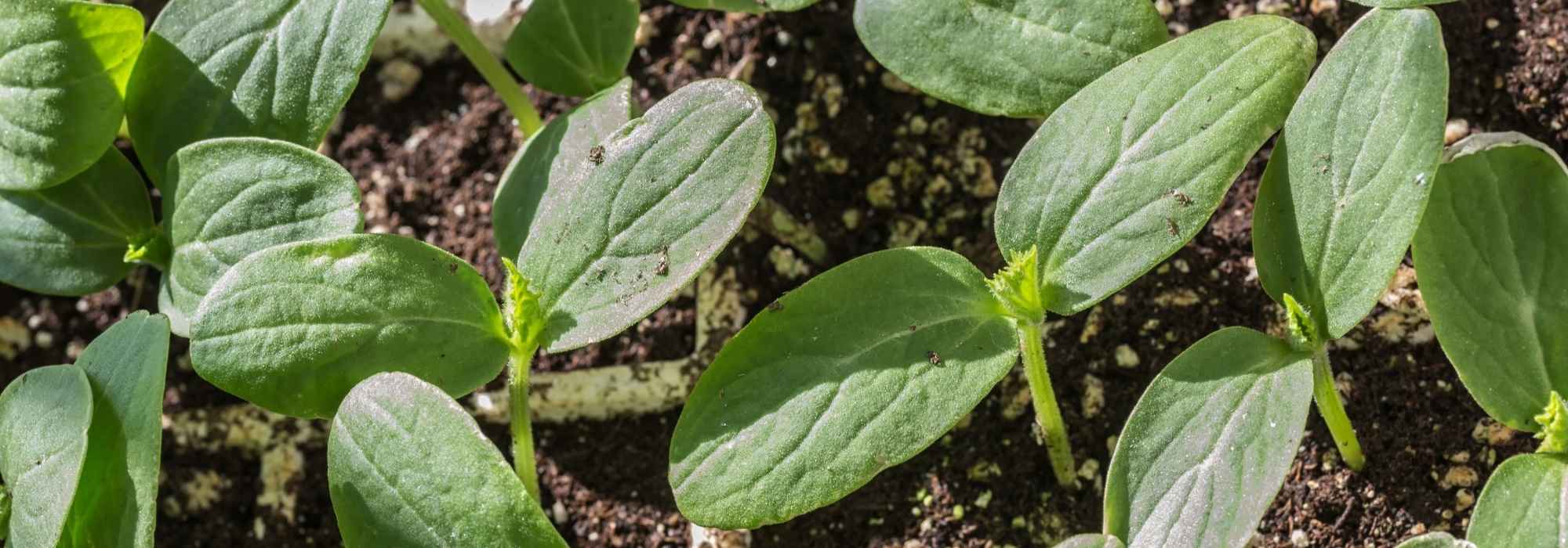 Vegetable garden calendar - April