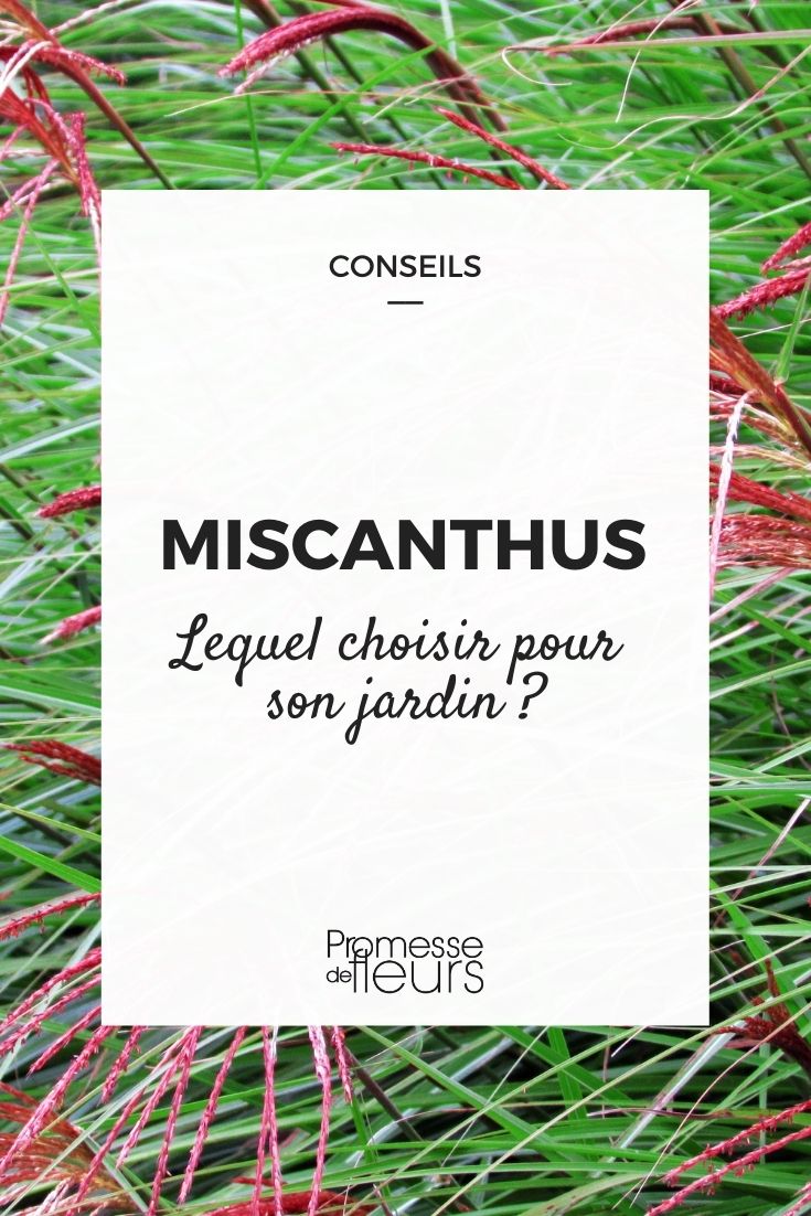 Choosing Miscanthus Miscanthus: Buying Guide