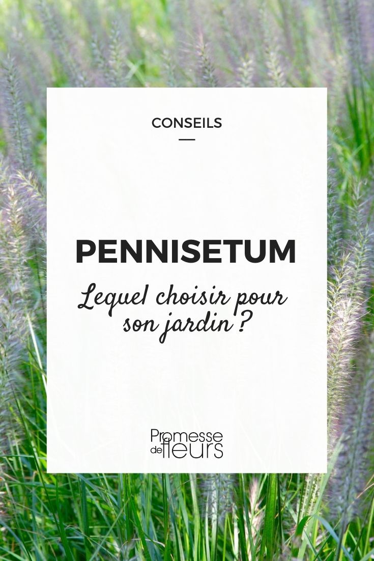Choosing Pennisetum (1) Pennisetum: Buying Guide