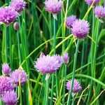 How to grow chives in a pot
