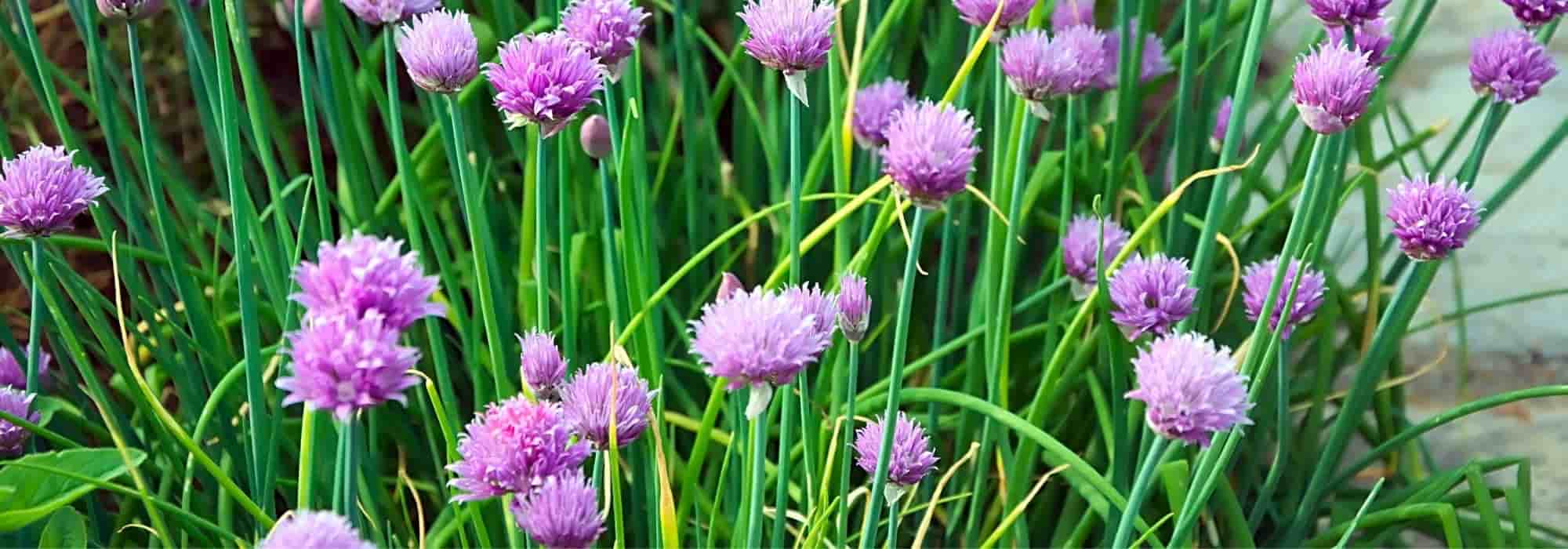 How to grow chives in a pot