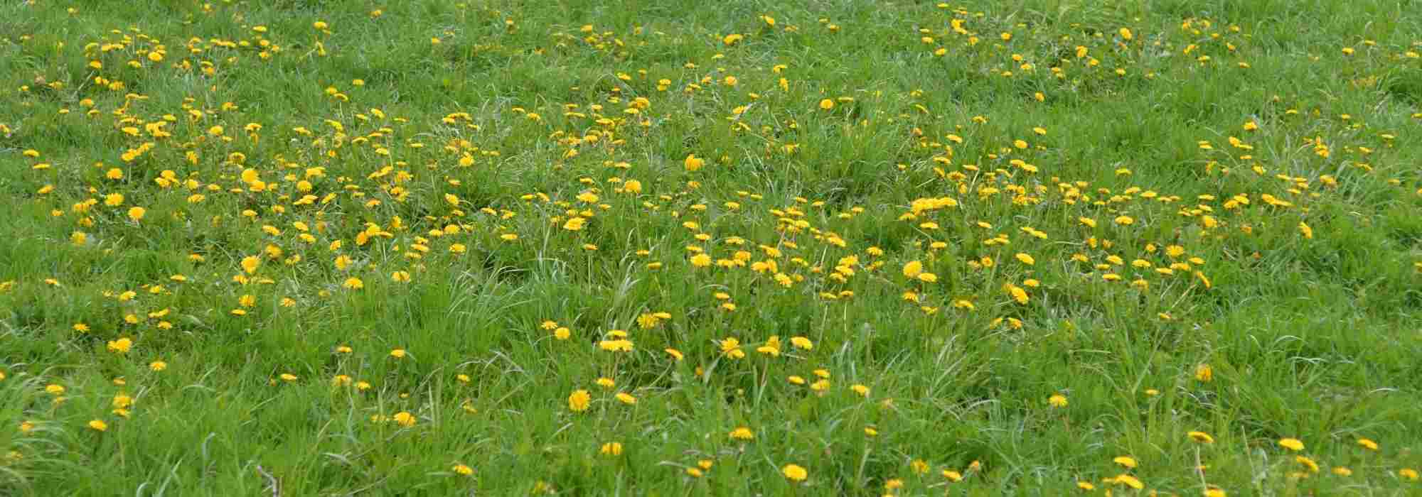 How to get rid of dandelions in short grass meadows?
