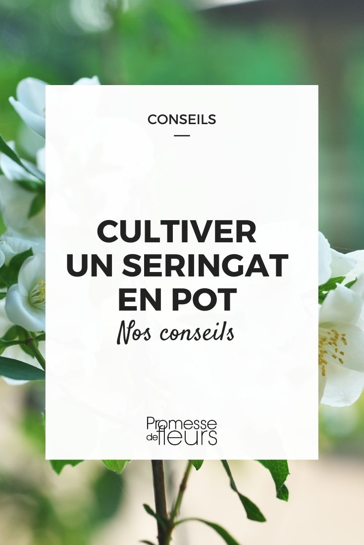 Growing a Mock Orange in a Container Growing a Mock Orange in a Pot