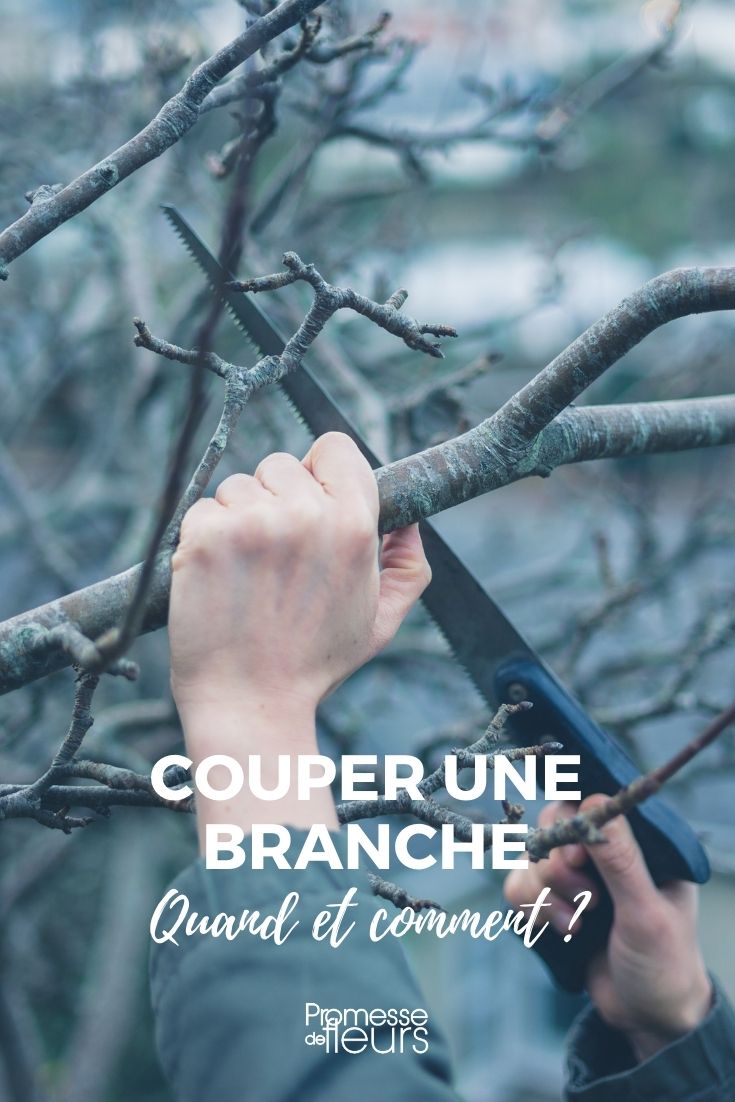Pruning and Trimming a Tree prune, cut a large branch from a tree