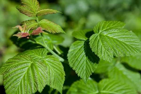 How to dry raspberry leaves?