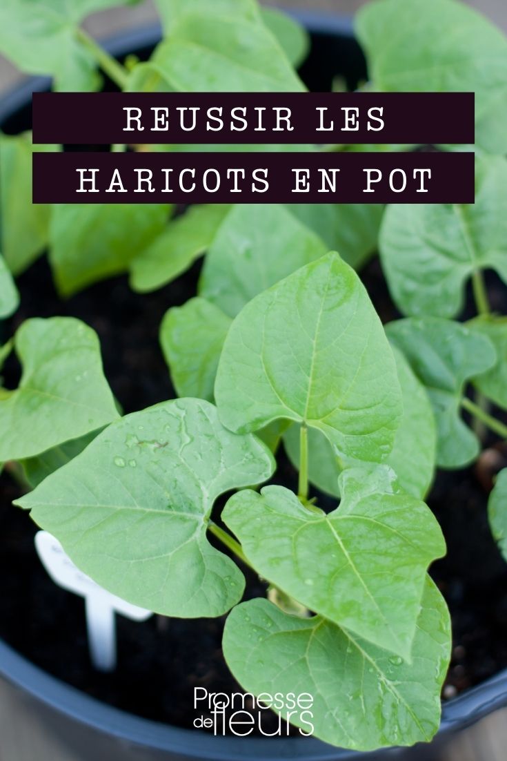 potted bean