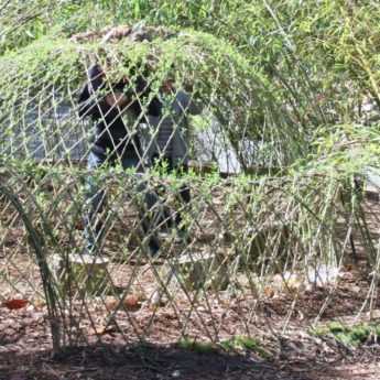 How to Make a Living Willow Hut?