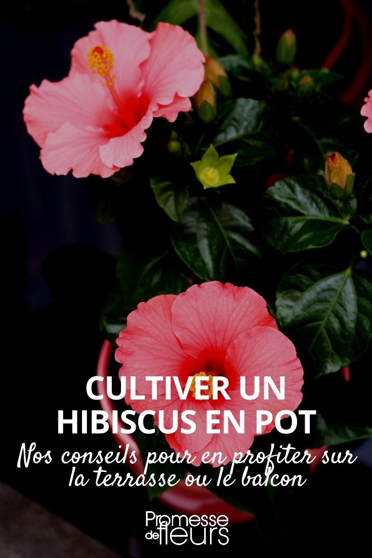 pot d'hibiscus