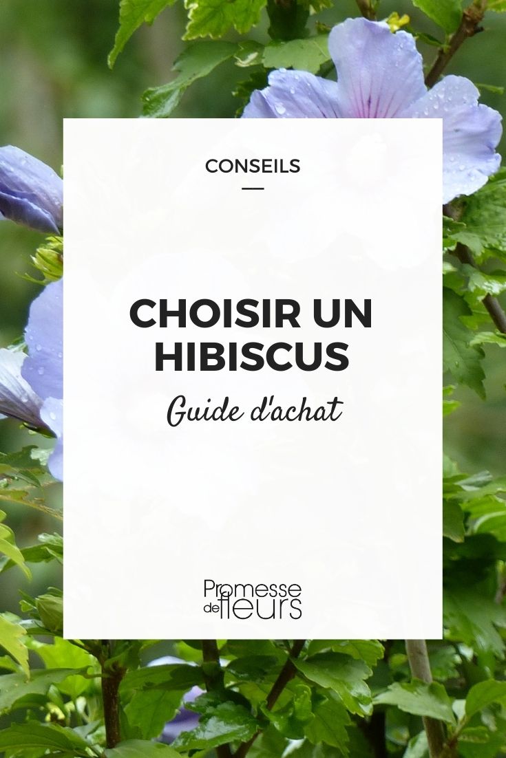 Hibiscus Buying Guide Choosing Hibiscus
