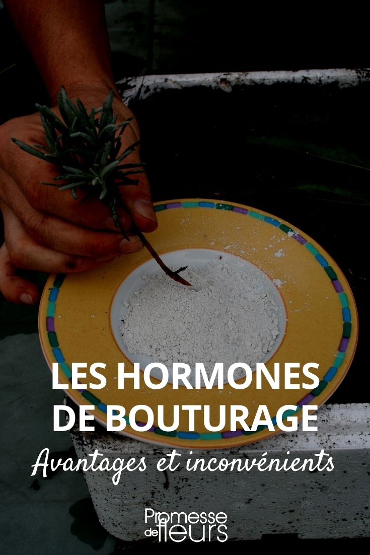 plant hormones for propagation by cuttings (3) plant hormone for propagation by cuttings
