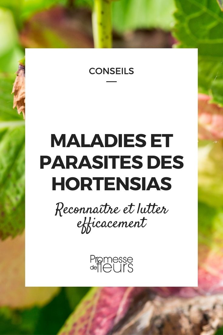 Parasitic Diseases in Hydrangeas
Hydrangeas, with their lush foliage and large, vibrant blooms, are a favourite among gardeners. However, they can be susceptible to various parasitic diseases that can mar their beauty and health. Understanding these issues is key to maintaining healthy and flourishing hydrangeas.
One common issue is the presence of parasitic fungi, which can lead to leaf spots and root rot. Regular inspection and proper watering techniques can help prevent these problems. Additionally, hydrangeas can be affected by parasitic pests such as aphids and mites, which sap the strength from the plants by feeding on their juices.
To combat these parasitic threats, it's essential to adopt an integrated pest management approach. This includes using resistant plant varieties, ensuring optimal plant health through proper nutrition and care, and using environmentally friendly pesticides when necessary.
By staying vigilant and proactive, you can keep your hydrangeas vibrant and healthy, free from the detrimental effects of parasitic diseases. Diseases and Parasitic Issues in Hydrangeas