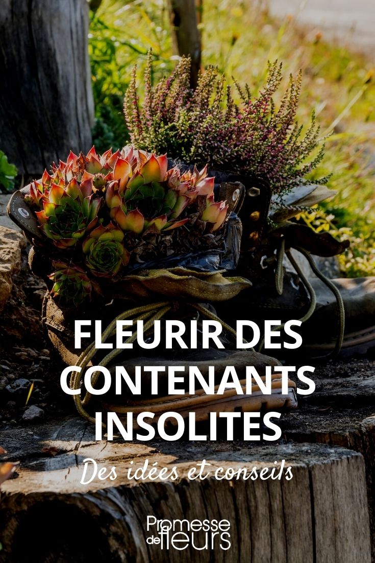Decorative Ideas: Young Plants in Unusual Containers Flowering Unusual Containers