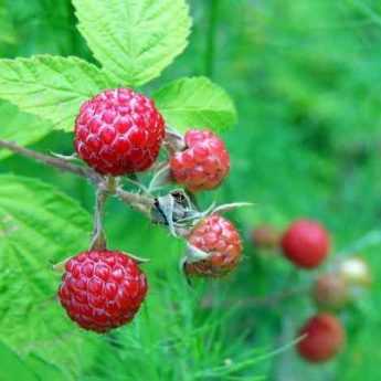 How to properly stake raspberry plants?