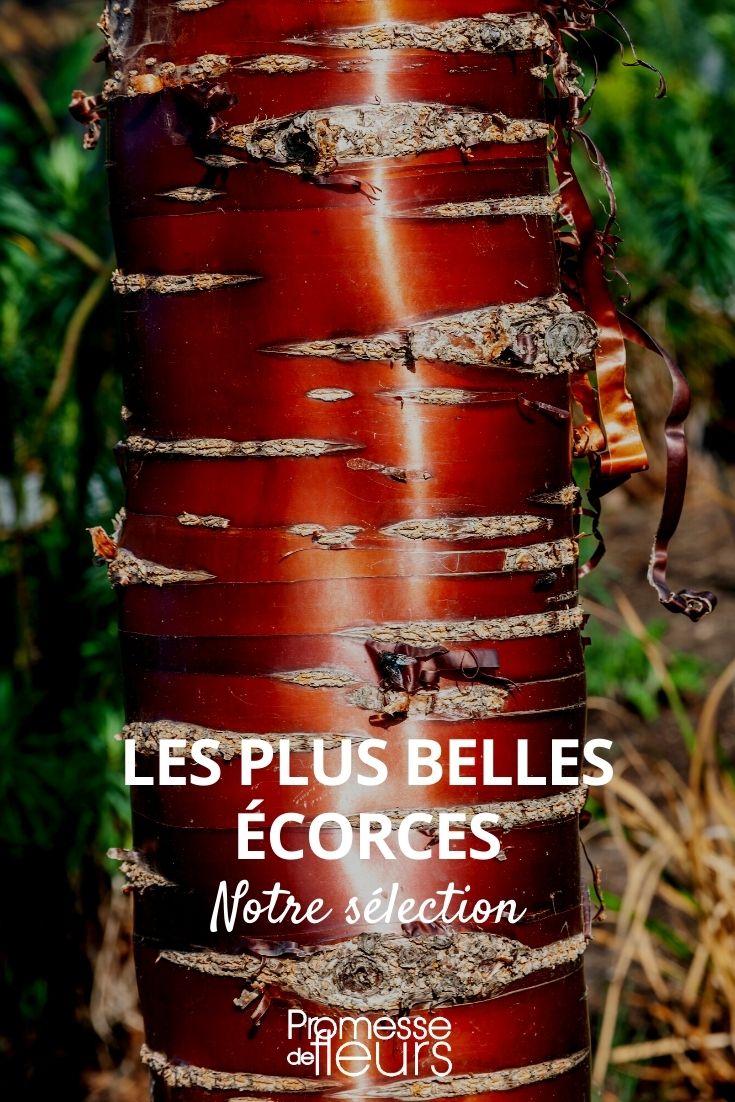 The Most Beautiful Barks beautiful barks, remarkable barks, trees with notable bark