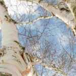 Most beautiful bark