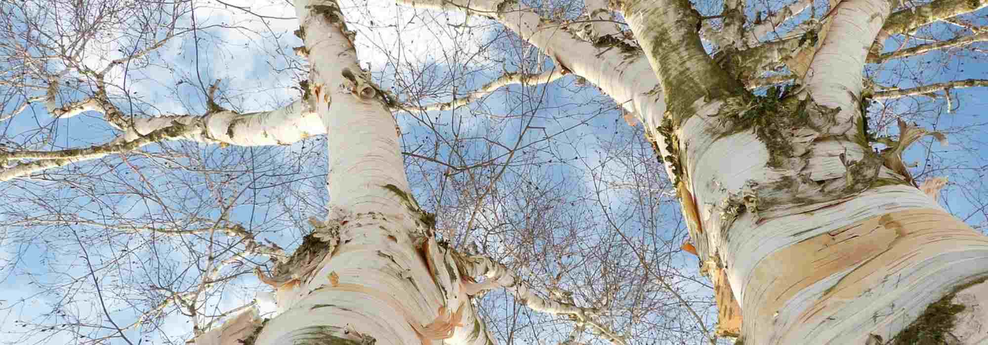 Most beautiful bark