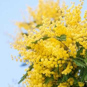How to dry mimosa?