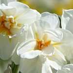 6 highly scented varieties of <em>Narcissus</em>