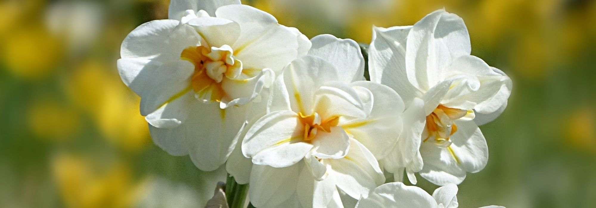 6 highly scented varieties of <em>Narcissus</em>