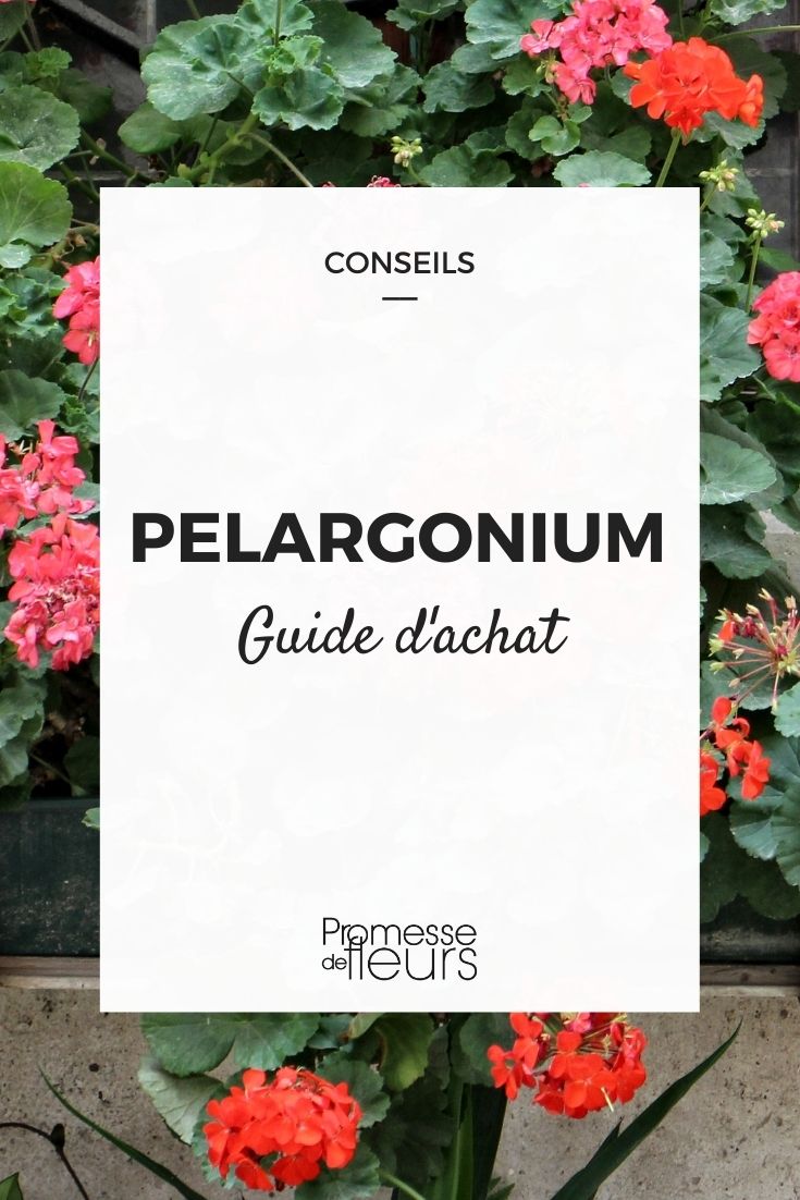 Pelargonium Buying Guide Choosing the Right Pelargonium