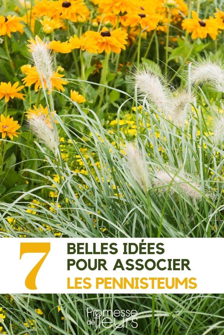 Pennisetum: Pairing Them in the Garden Pennisetum pairing