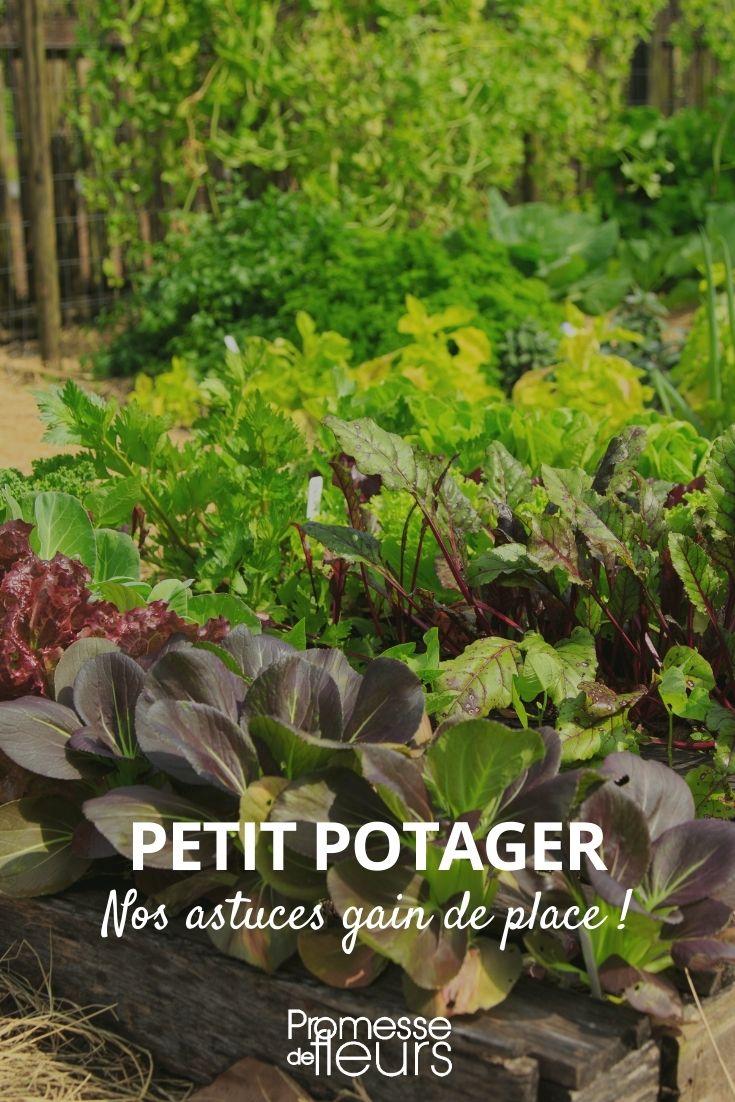 small vegetable garden Mini Vegetable Garden