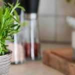 Which aromatic plants to grow indoors?