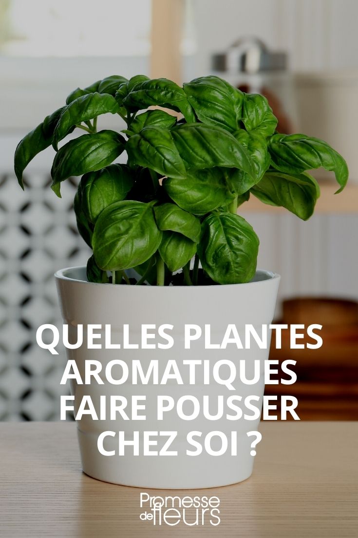 Indoor Potted Aromatic Young Plants indoor herbs