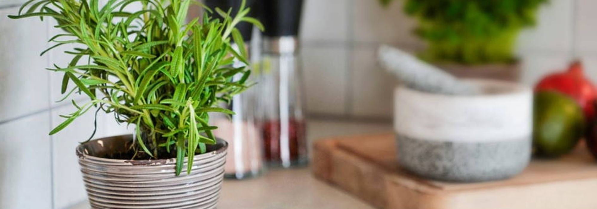 Which aromatic plants to grow indoors?