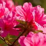 How to choose an azalea