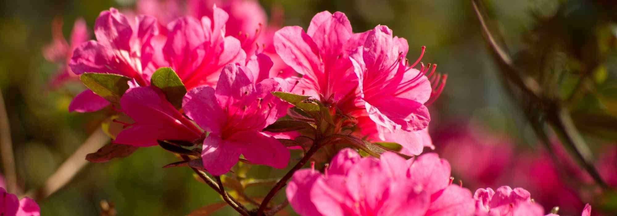 How to choose an azalea