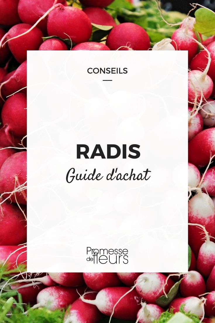 Radish Buying Guide