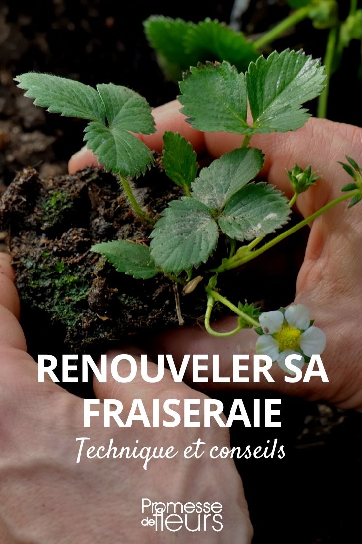 Renewing a Strawberry Patch Renewing a Strawberry Patch