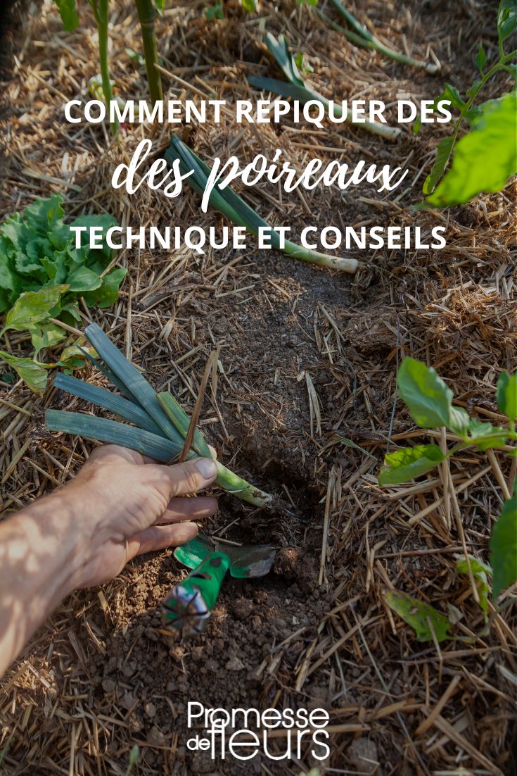 How to transplant leeks