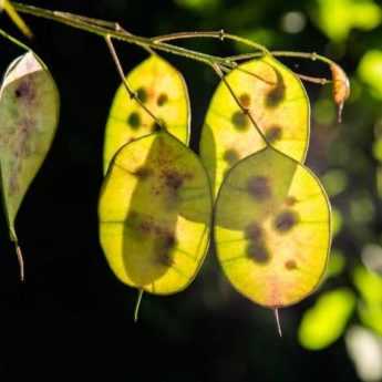 Sowing Lunaria Successfully