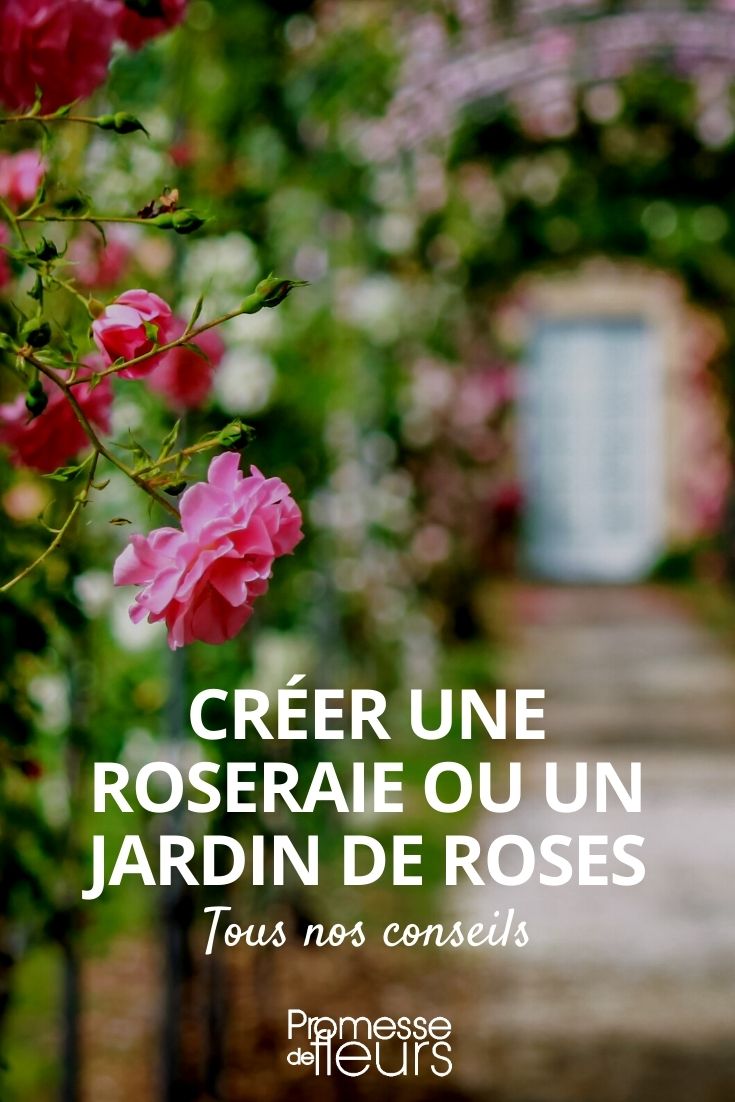 rose garden Creating a Rose Garden