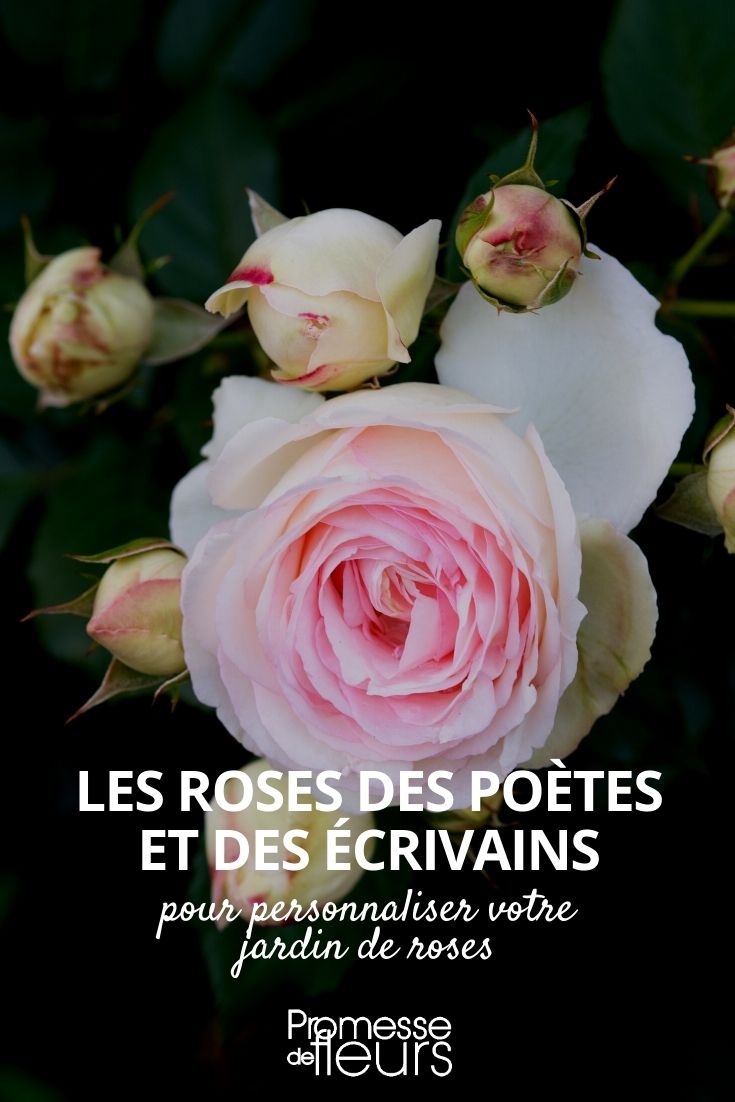 rose bush 'Poet Writer' Literary Roses