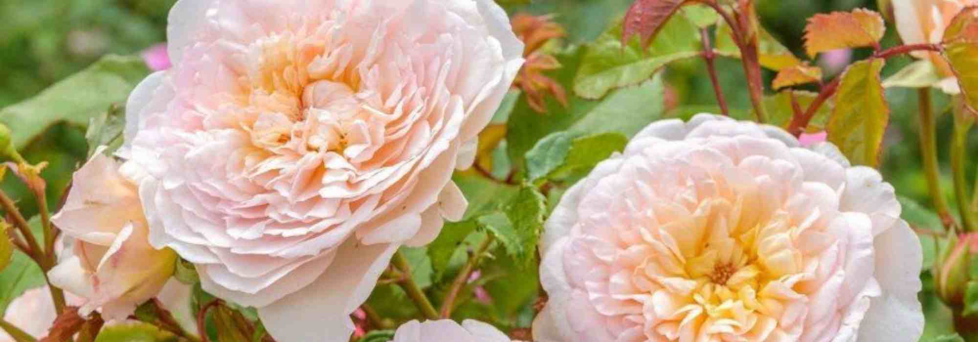 Roses of poets and writers