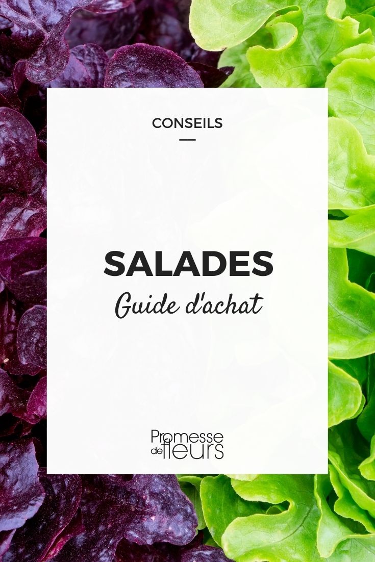 Salad Buying Guide Choosing Salad Greens