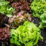 Salad: buying guide
