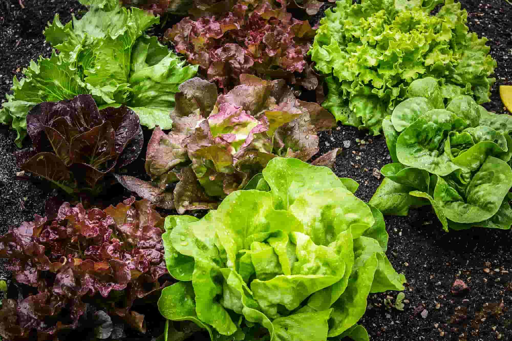 Salad: buying guide