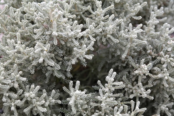 How to prune santolina?