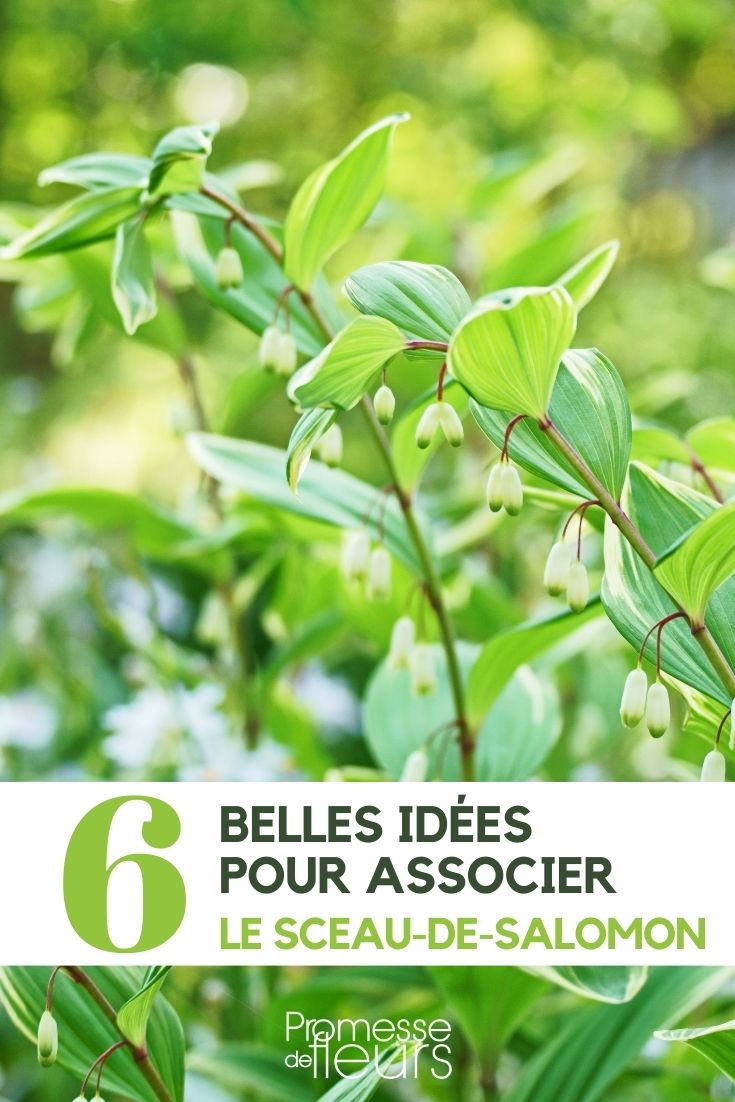Solomon's Seal: Integrating Them into Your Garden
Solomon's Seal, known botanically as Polygonatum, is a graceful perennial that can add a touch of elegance to any garden. These plants are renowned for their arching stems and hanging, bell-shaped flowers, making them a favourite among garden enthusiasts. Integrating Solomon's Seal into your garden isn't just about planting them; it's about creating a harmonious landscape that highlights their unique beauty.
### Choosing the Right Location
Solomon's Seal thrives in partially shaded areas, making it an excellent choice for woodland gardens or shaded borders. They prefer moist, well-drained soil rich in organic matter. When choosing a location, consider the amount of light and the type of soil to ensure these plants can thrive.
### Companion Planting
Pairing Solomon's Seal with other shade-loving plants can create a lush, layered look. Hostas, ferns, and astilbes make great companions, offering contrasting textures and forms. This not only enhances the visual appeal but also helps to create a cohesive ecosystem in your garden.
### Watering and Maintenance
Regular watering is crucial, especially during dry spells. Solomon's Seal needs consistent moisture to flourish but be wary of waterlogging. Mulching can help retain soil moisture and keep the roots cool.
### Seasonal Care
In autumn, the leaves of Solomon's Seal turn a golden-yellow, adding a splash of colour to your garden. After the foliage dies back, it's a good time to divide the plants if they become too crowded. This not only helps to maintain their health but also allows you to spread their beauty to other parts of your garden.
Integrating Solomon's Seal into your garden is a rewarding endeavour that enhances the diversity and aesthetic of your outdoor space. With the right care and companions, these elegant perennials can thrive and bring joy year after year. Solomon's Seal: Plant Pairing Ideas