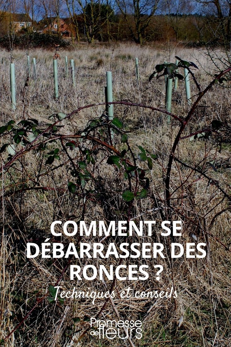 Getting Rid of Brambles Eliminating Brambles Naturally