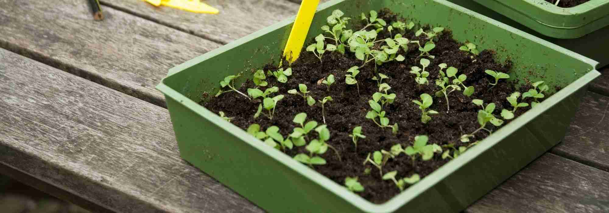 Sowing in seed trays