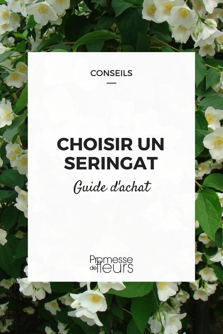 Mock Orange Buying Guide Mock Orange, Philadelphus, How to Choose?