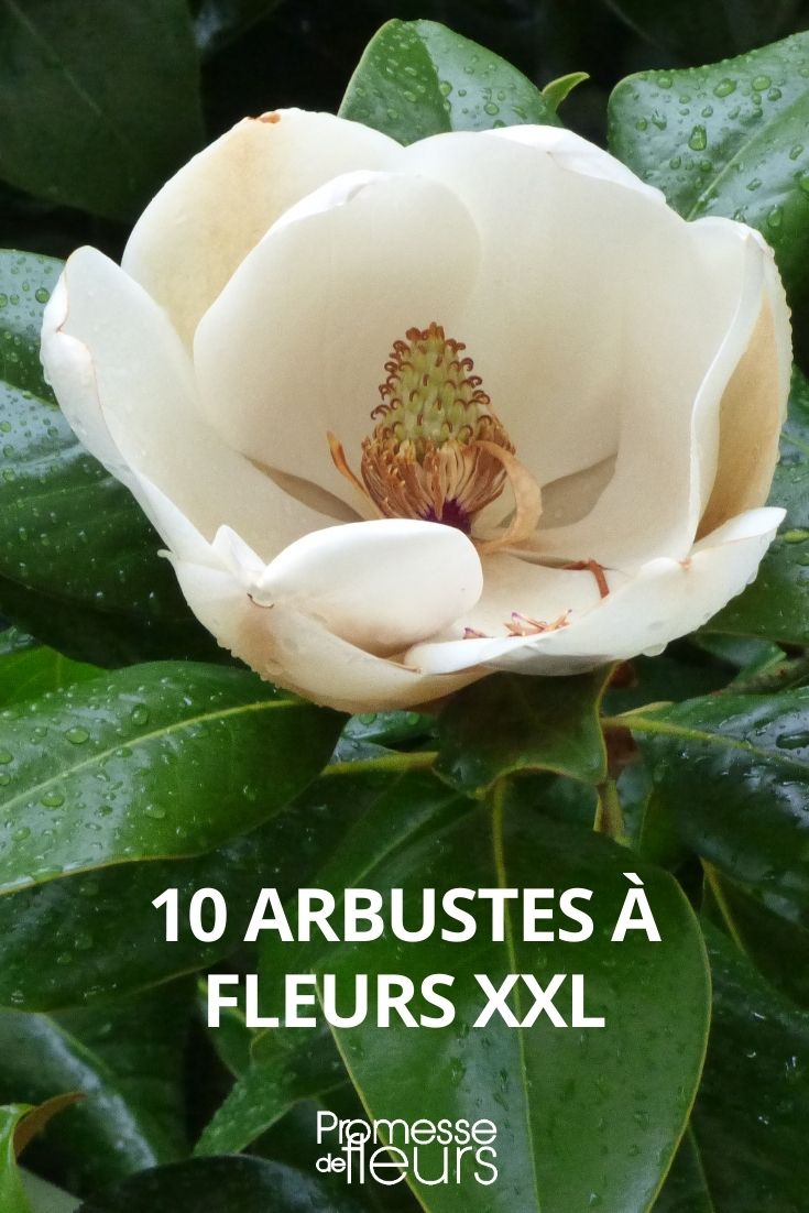 10 Bushes with Large Flowers